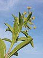 Stem with leaves