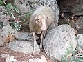 Heutiger Nutzer der Turmruine