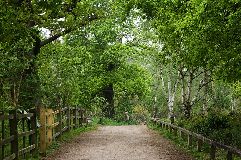 File:Sherwood Forest, May, 2017-6.jpg