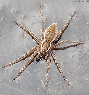 Six-spotted Fishing Spider - Dolomedes triton1.jpg