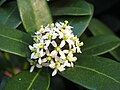 Skimmia japonica 'Olympic Flame', Skimia japońska 'Olympic Flame', 2019-04-06