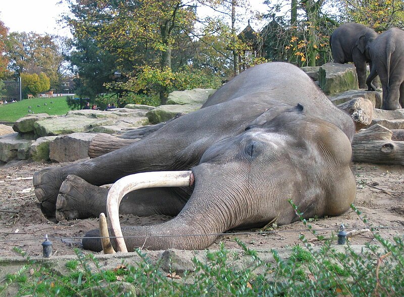 File:Sleeping asian elephant.jpg