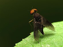 Snipe Fly Male (7280363662).jpg