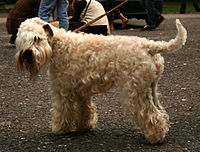 Soft-coated wheaten terrier.jpg