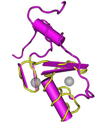 The C-terminus end of the early isolated paralog RNF113B, formerly known as Zing Finger Protein 183-like 1, contains the RING domain in yellow to the C-terminus. The known alpha-helices and beta-sheets are visible. The two grey spheres represent zinc atoms. Solution Structure of the Ring Domain of the Zinc Finger Protein 183-like 1.JPG