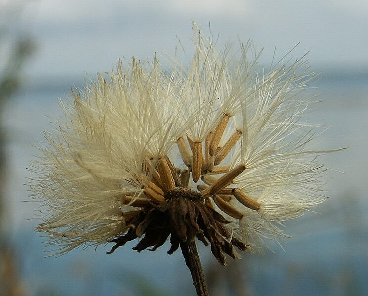 File:Sonchus palustris fruit kz.jpg