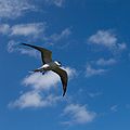 Sooty tern in flight.jpg