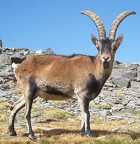 Пиренейский козёл (Capra pyrenaica)