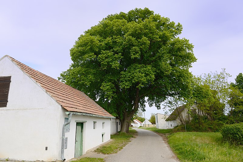 File:Spannberg, Linden am Quent (3).jpg