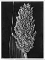 Specimen of Kaffir corn (White Egyptian), ca.1910-1925 (CHS-2690).jpg