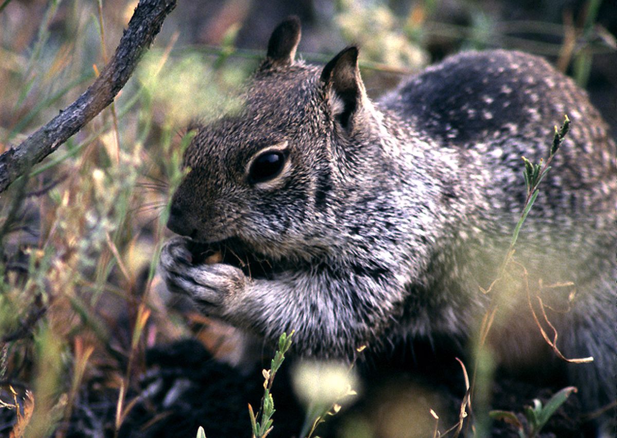 Газ белка. About Sciuridae Family.