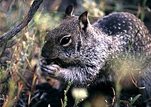 The species GSHV was originally isolated from, Spermophilus beecheyi, commonly known as California ground squirrel. Spermophilus beecheyi 1.jpg