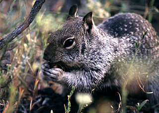 <i>Ground squirrel hepatitis virus</i>