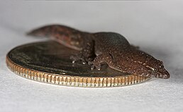 Sphaerodactylus parthenopion