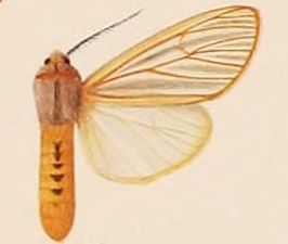 Radiarctia jacksoni