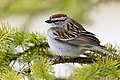 Chipping Sparrow Bruant familier