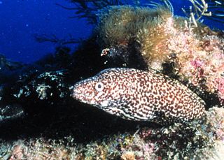 <span class="mw-page-title-main">Spotted moray</span> Species of moringa