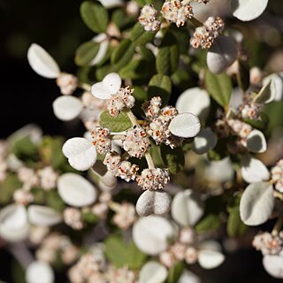 <i>Spyridium phlebophyllum</i> Species of shrub