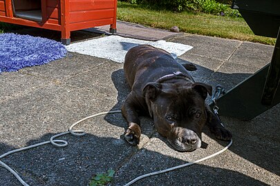 Staffordshire bull terrier outside a doghouse in Tuntorp