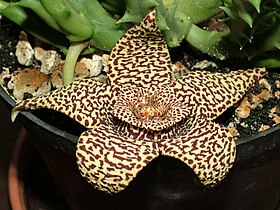 Stapelia variegata