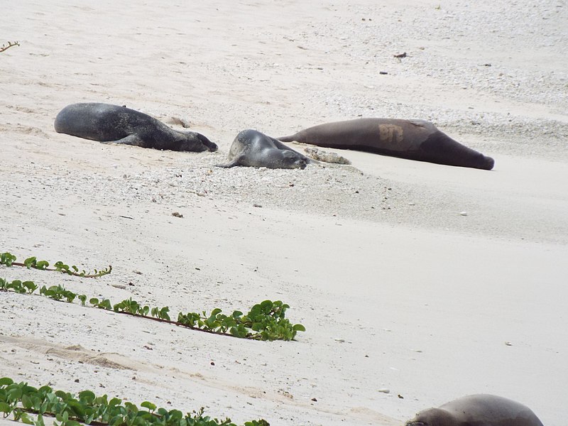 File:Starr-130910-0749-Ipomoea pes caprae subsp brasiliensis-habit with monk seals hauled up-Camp Beach-Laysan (24592056564).jpg
