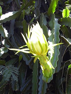 Starr 030702-0001 Hylocereus undatus.jpg