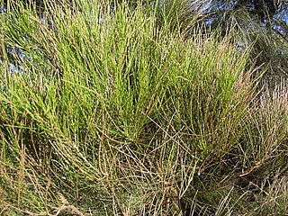 <i>Casuarina glauca</i> Species of tree