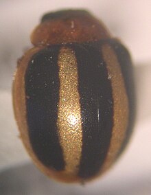 Старр 040201 3622 brumoides suturalis.jpg