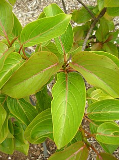 <i>Colubrina oppositifolia</i> Species of tree