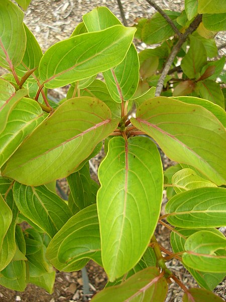 Colubrina_oppositifolia