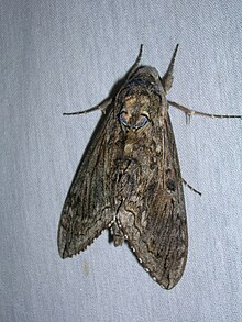 Старр 061116-9941 Никотиана glauca.jpg