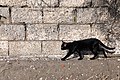 Stegna Στεγνά Rhodes Ρόδος 2019-11-26 29 cat.jpg