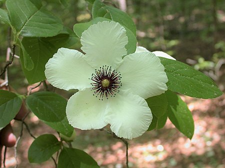 Stewartia malacodendron 1130.jpg