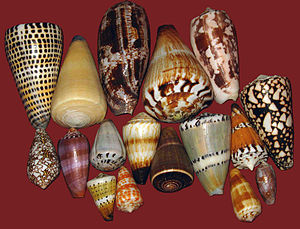 How Shells Tell Secrets Of The Sea