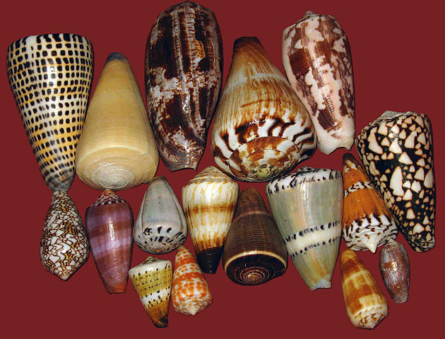 cone snail shells
