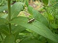 Yersinella raymondii