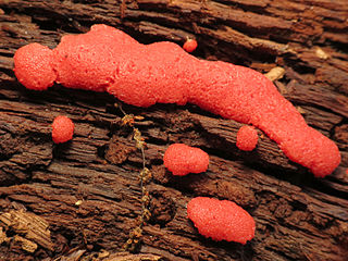 <i>Tubifera</i> Genus of slime moulds