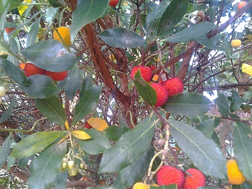 Small strawberries yellow and red on a big tree