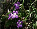 Streptocarpus cyaneus subsp. cyaneus