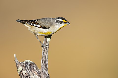 Striated Pardalote