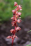 Striped Coral Root (2543627137).jpg