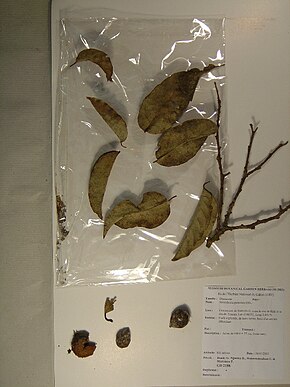 Afbeelding beschrijving Strombosia pustulata Oliv.  (GD2188) .jpg.