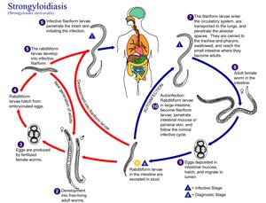 Life cycle of Strongyloides stercoralis,