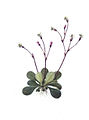 Stylidium rotundifolium