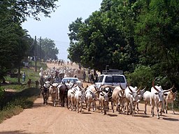 Sudan Juba cattle on street.jpg