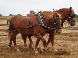 Суффолкские лошади plowing.jpg