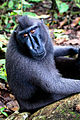 Sulawesi crested macaque.jpg