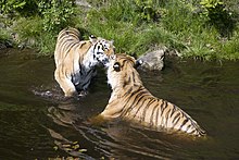 Swimming Tigers.jpg