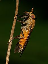 Tabanidae