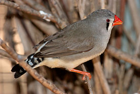 Taeniopygia guttata - posado - parque de vida silvestre de dundee.jpg